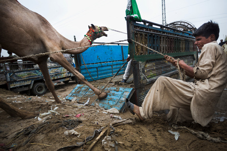 A boy wrangles a camel at a &amp;amp;amp;amp;amp;amp;amp;amp;amp;amp;amp;#x27;mandi,&amp;amp;amp;amp;amp;amp;amp;amp;amp;amp;amp;#x27; in Karachi, Pakistan on Friday Aug 9, 2019. Mandis are pop up animal markets where customers browse and purchase goats, sheep, cows, or camels for sacrificial slaughter for the Muslim celebration Eid al-Adha. Much of m