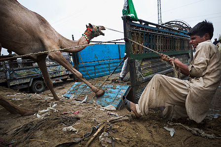 A boy wrangles a camel at a &amp;amp;amp;amp;amp;amp;amp;amp;amp;amp;amp;amp;#x27;mandi,&amp;amp;amp;amp;amp;amp;amp;amp;amp;amp;amp;amp;#x27; in Karachi, Pakistan on Friday Aug 9, 2019. Mandis are pop up animal markets where customers browse and purchase goats, sheep, cows, or camels for sacrificial slaughter for the Muslim celebration Eid al-Adha. Much of m