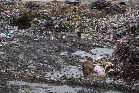 ​A dead cow lies in a land fill after torrential rains hit Karachi, Pakistan on July 30, 2019. Severe flooding caused debris to pile up in areas of the city.