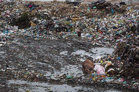 ​A dead cow lies in a land fill after torrential rains hit Karachi, Pakistan on July 30, 2019. Severe flooding caused debris to pile up in areas of the city.