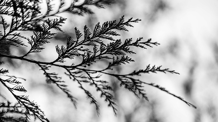 The branch of a fern. Isle of Lewis, Outer Hebrides, Scotland.