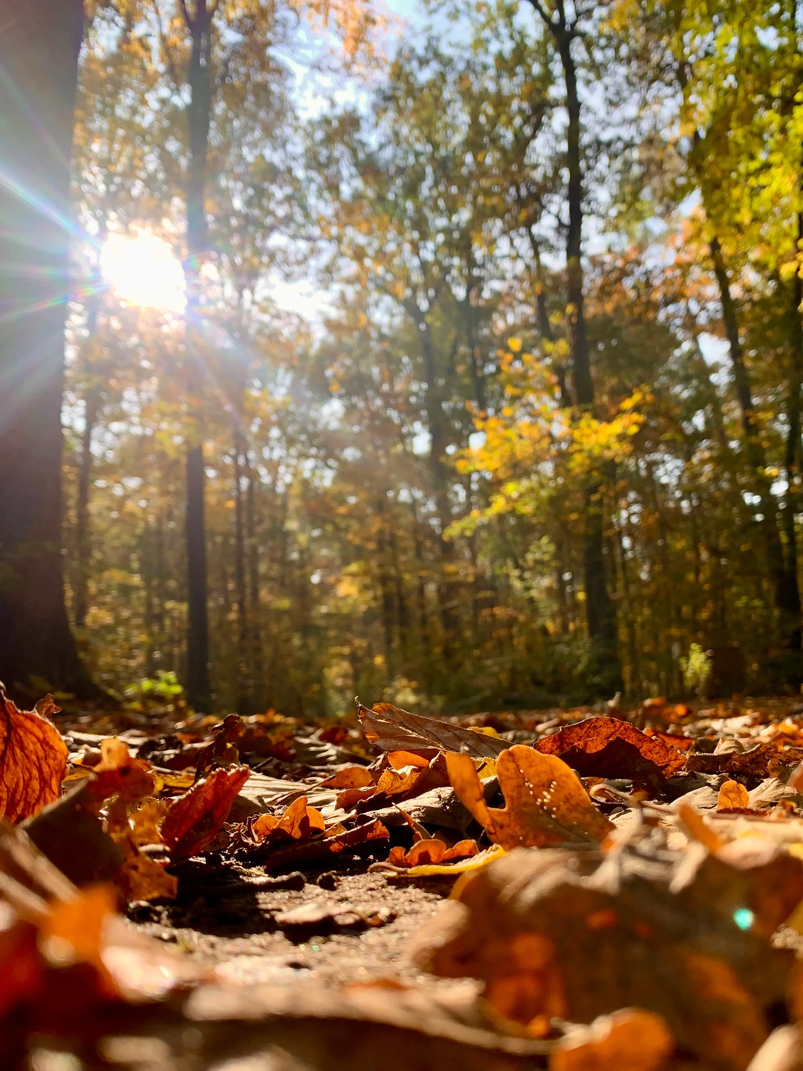 A close up view of a forest path, full of colourful autumn leaves. The sun is shining and the sky is blue, it's a beautiful autumn day.