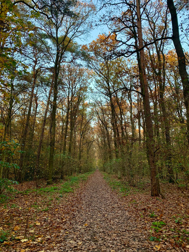 A captivating view of a forest path in autumn, adorned with a vibrant carpet of colourful leaves. The path invites you to explore the beauty of nature and embark on a memorable journey.