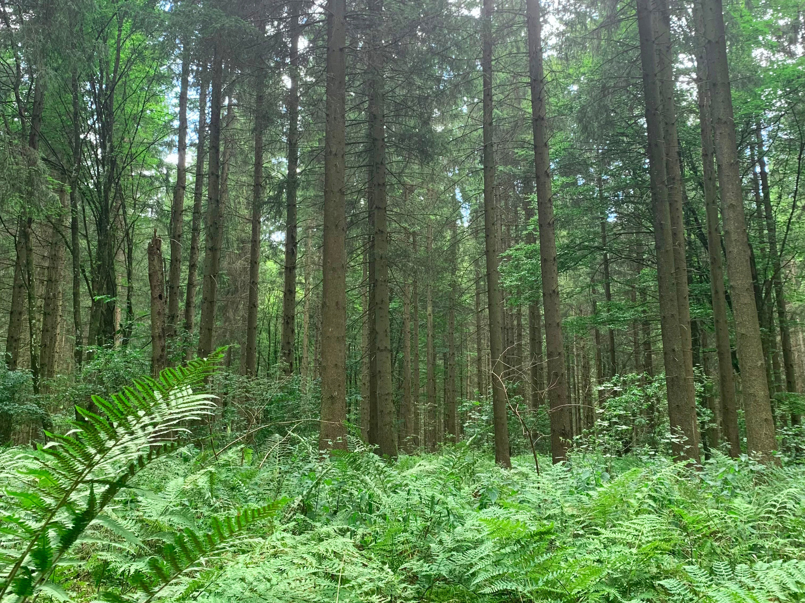 Lush green forest with vibrant fern in the foreground and tall trees in the background.