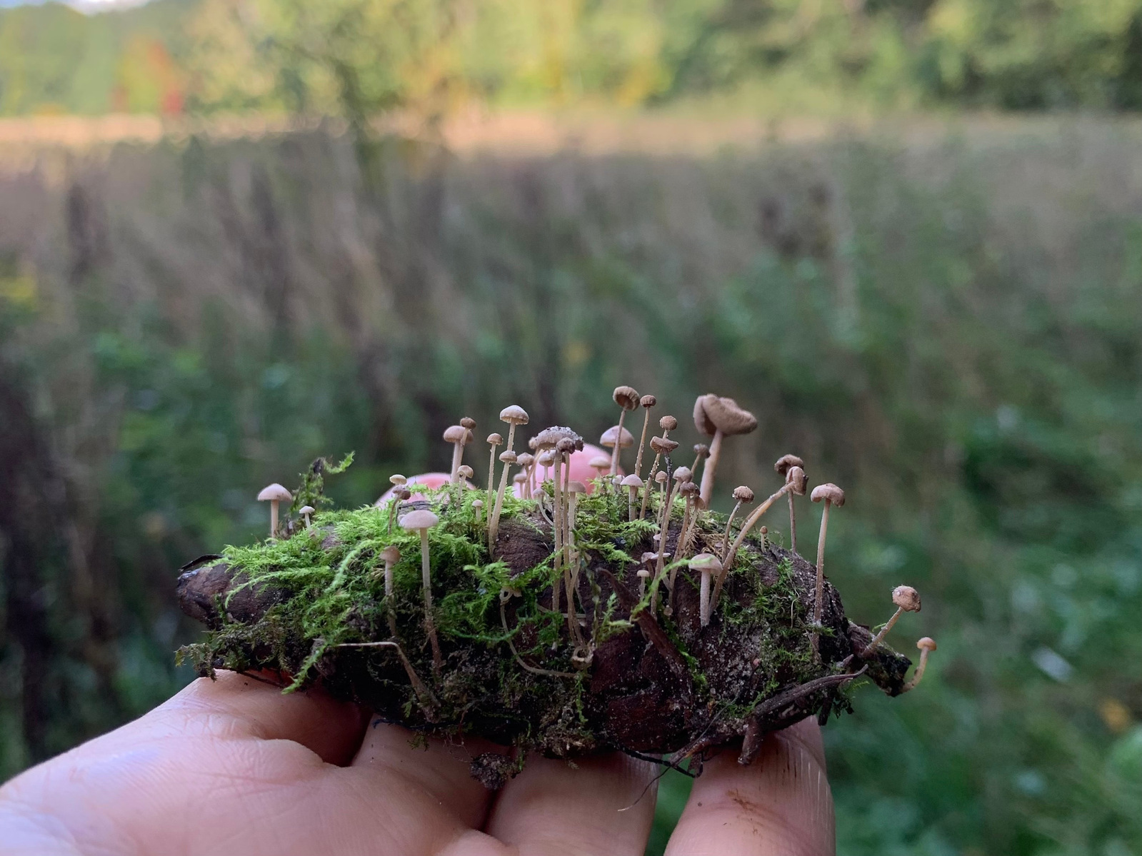 A hand holding a pinecone adorned with a miniature world of mushrooms. Against the backdrop of a clear blue sky, these tiny fungi create a whimsical and magical display, reminding us of the hidden wonders of nature.