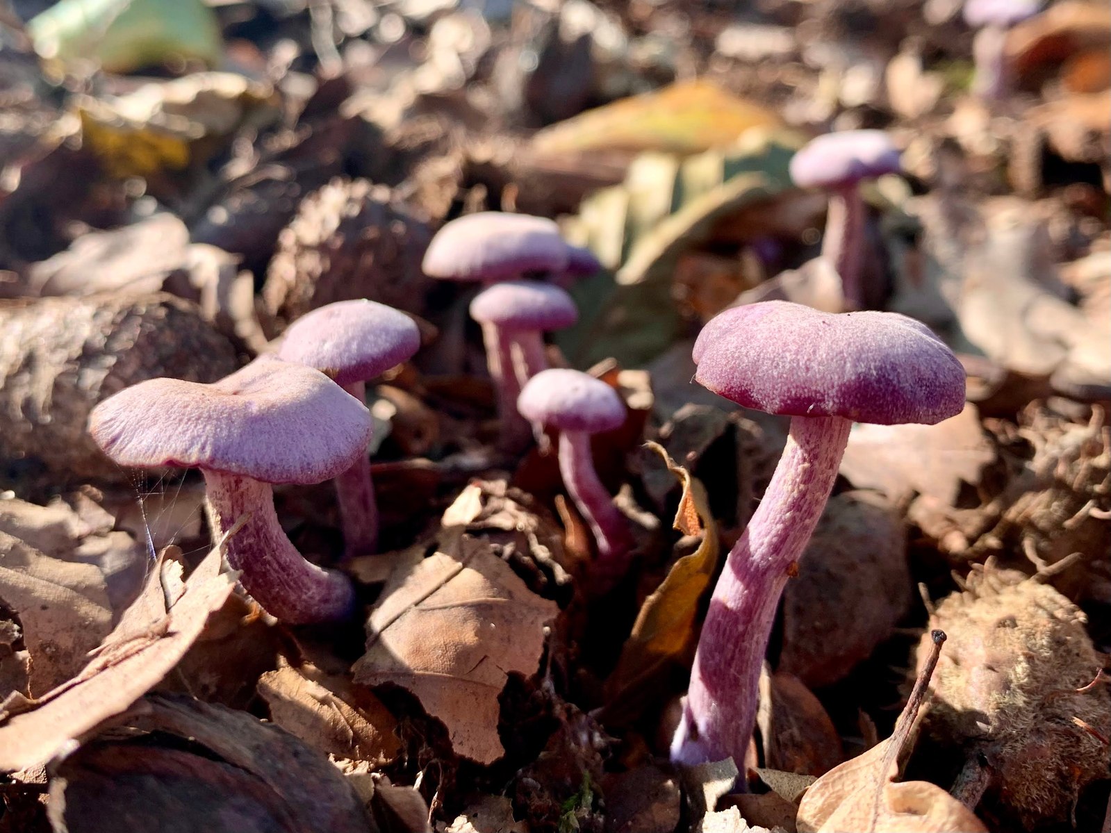 Small purple mushrooms emerging from a bed of autumn leaf litter, adding a pop of color to the forest floor.
