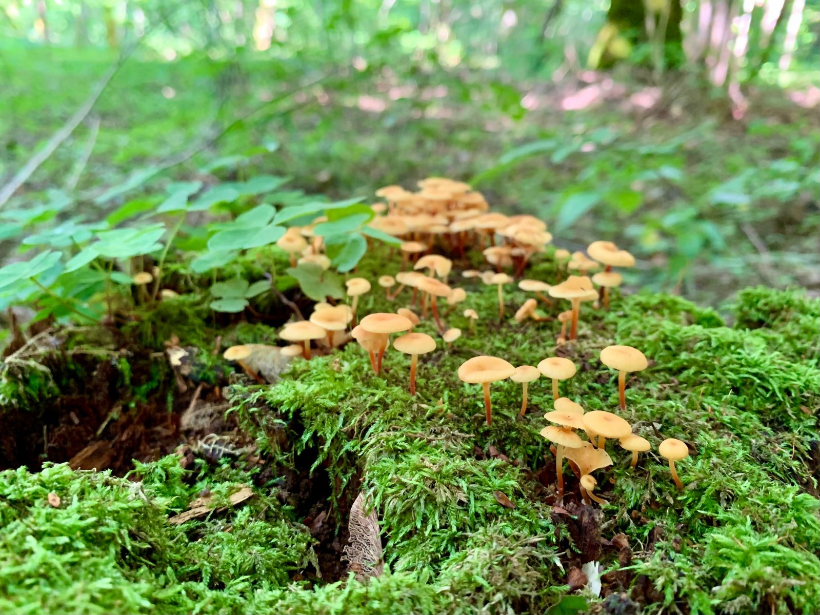 Tiny and delicate yellow mushrooms emerging from the lush green moss, creating a captivating sight in the forest.