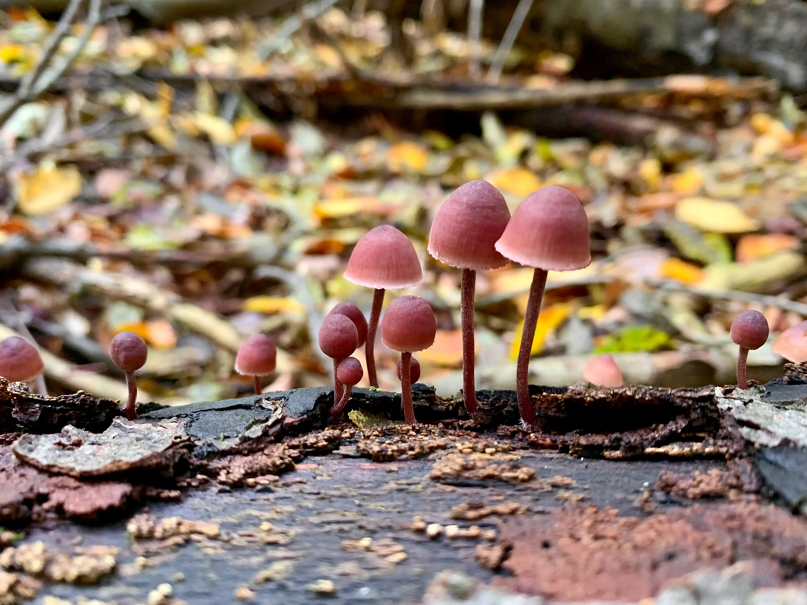 Small dark pink mushrooms emerging from a log on an autumn day.