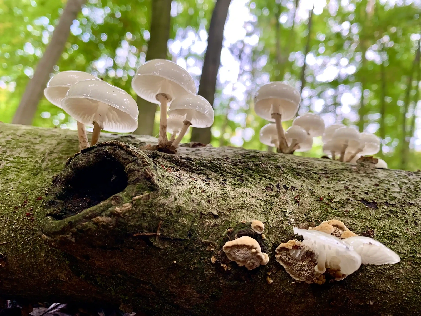 Small translucent white mushrooms growing from a log within the depths of a forest.