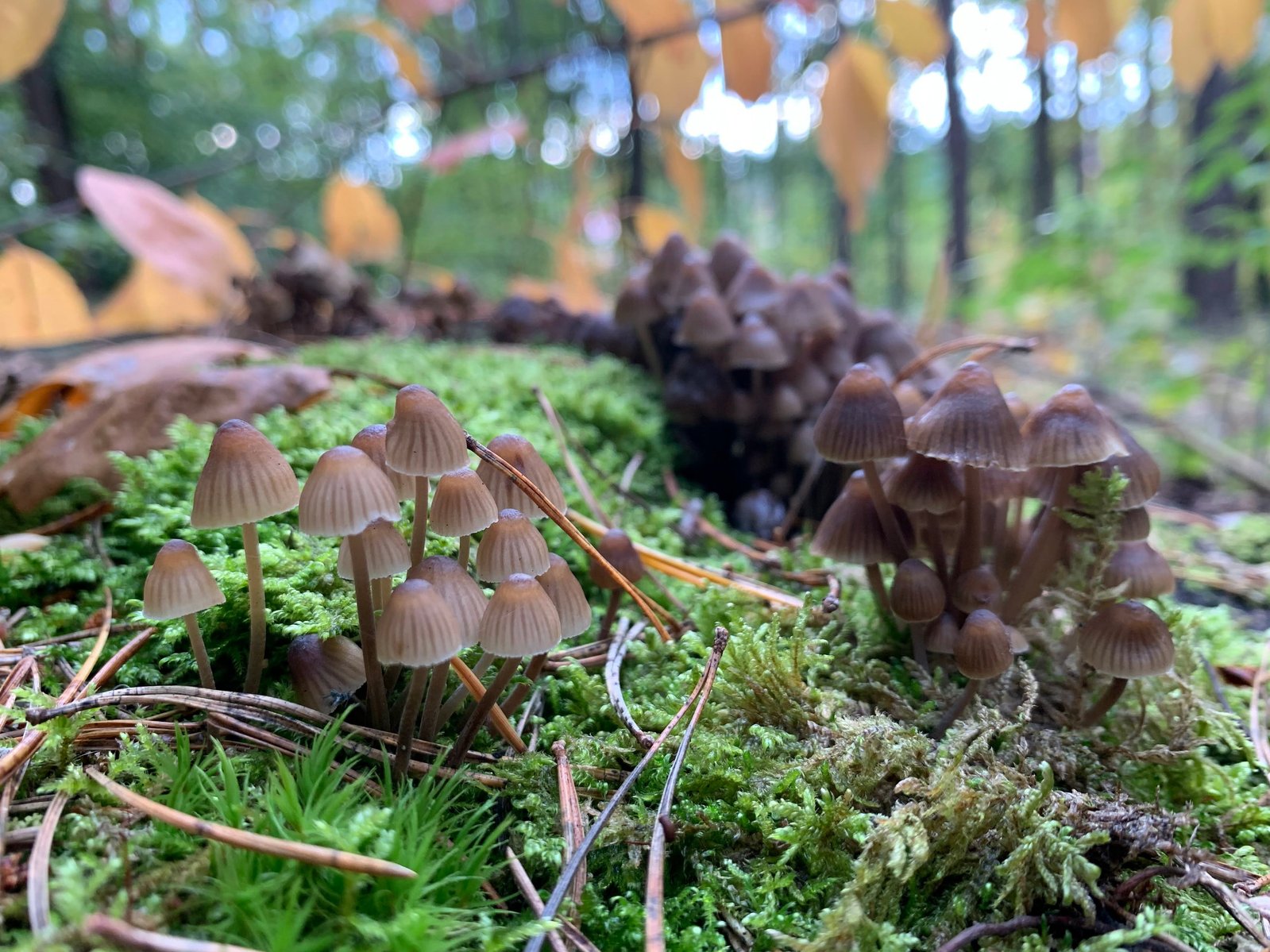 Small clusters of brown mushrooms emerging from a bed of lush green moss, creating a charming display of natural beauty.