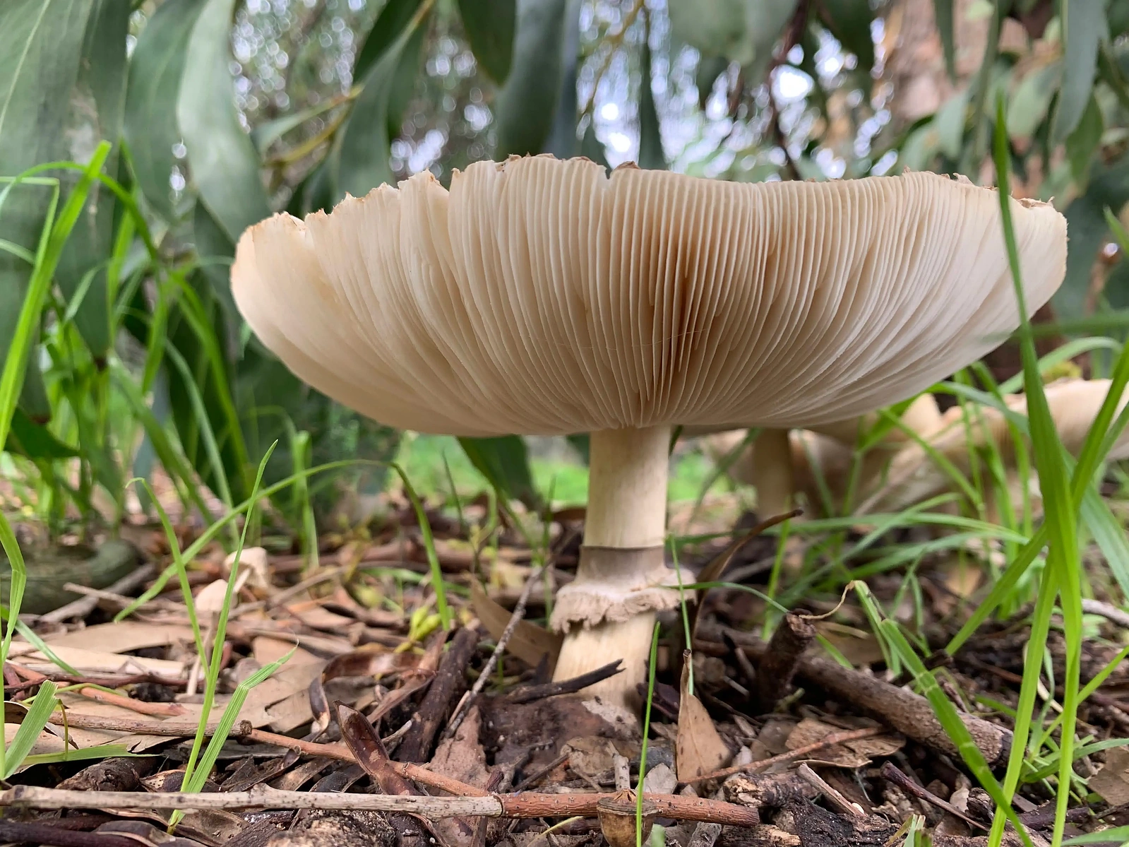 Captivating view of a large white parasol mushroom revealing its intricate gills underneath.
