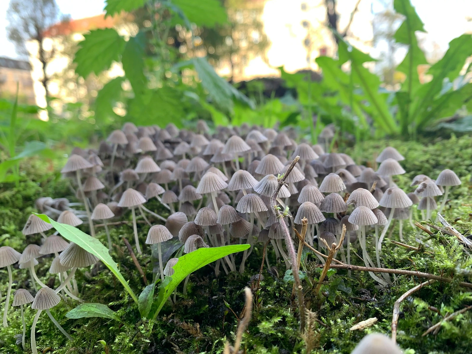 Small clusters of brown mushrooms emerging from a bed of lush green grass.