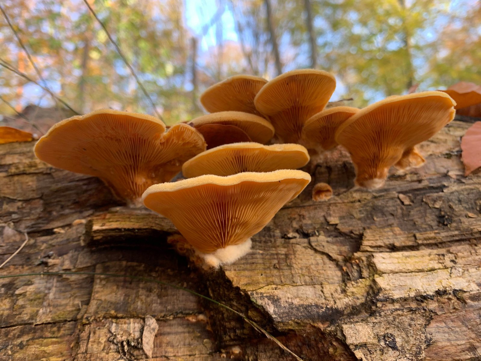 Vibrant yellow-orange gilled mushrooms growing from a log, showcasing their unique beauty when viewed from underneath.