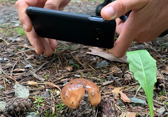 Close up of a person's hands holding their mobile phone to take a picture of a mushroom emerging from the ground.
