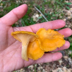 An open hand holding three golden Chanterelle mushrooms. The vibrant colour and unique shape of the mushrooms invite viewers to explore the treasures of the forest.