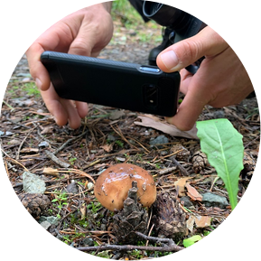 Close-up shot of a person's hands holding a mobile phone, taking a picture of a small brown mushroom.