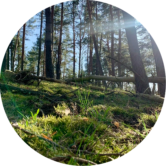 A mesmerizing view of a lush and green forest on a sunny day.