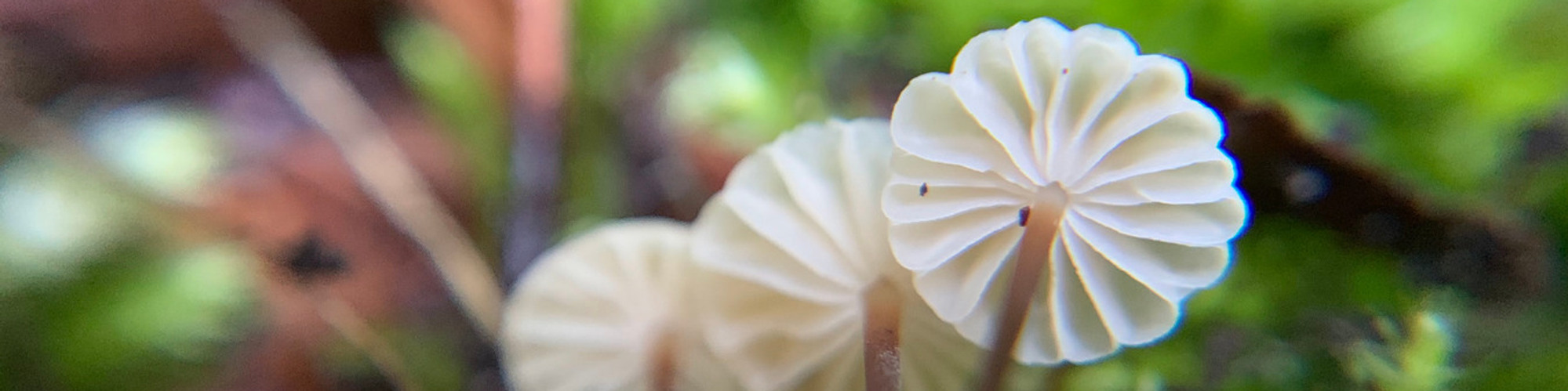 A unique view of the underside of three tiny white parachute mushrooms. Their delicate gills create an intricate pattern, perfectly contrasting with the green mossy background. 
