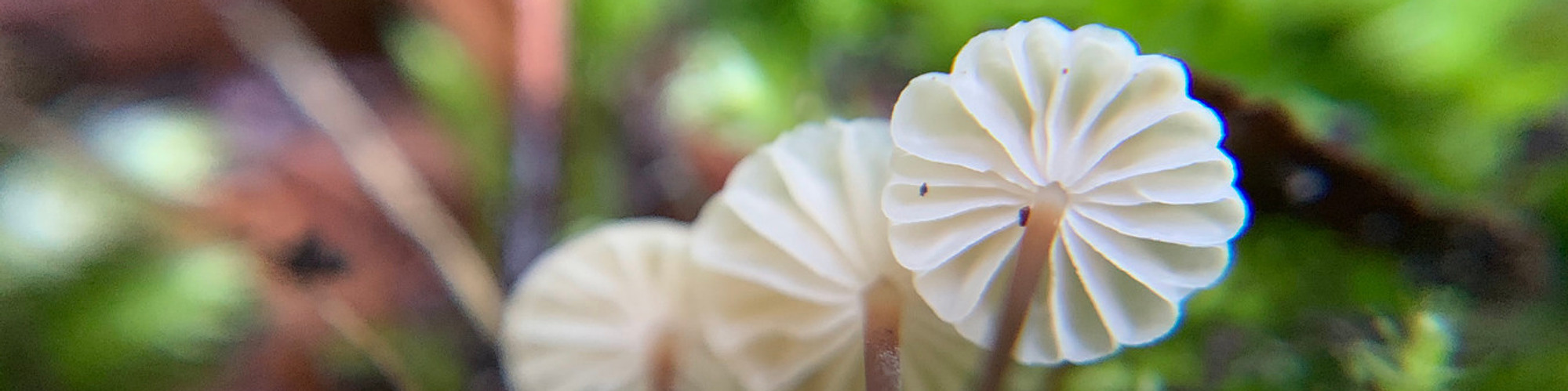 A unique view of the underside of three tiny white parachute mushrooms. Their delicate gills create an intricate pattern, perfectly contrasting with the green mossy background. 