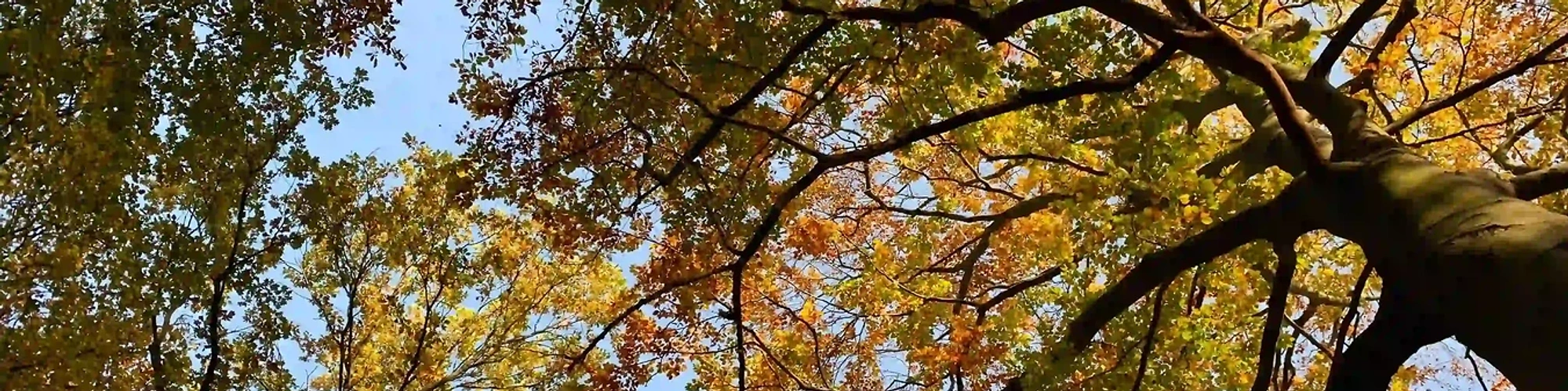 Vibrant leaves in various shades of red, orange, and yellow create a stunning contrast against the clear blue sky. A picturesque scene that captures the essence of autumn in all its glory.