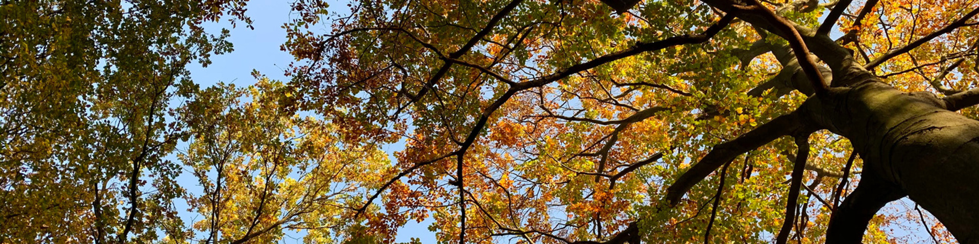 Vibrant leaves in various shades of red, orange, and yellow create a stunning contrast against the clear blue sky. A picturesque scene that captures the essence of autumn in all its glory.