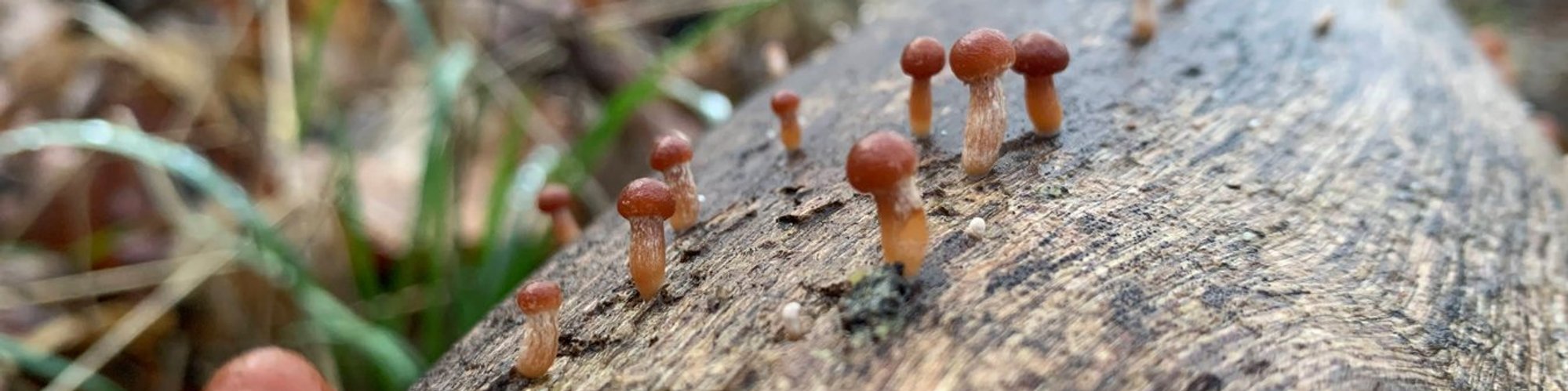 A close-up shot of small brown mushrooms growing on a log. These delightful fungi add a touch of enchantment to the natural world, showcasing the intricate beauty found in every corner of the forest.