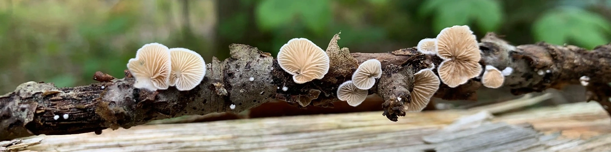 Strange looking white-gilled mushrooms growing from a small stick, set against the backdrop of the forest.