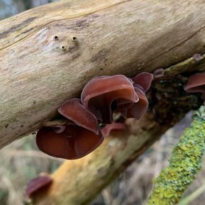 Brown wood ear mushrooms growing on a branch showcase their unique texture and earthy beauty. A delightful find in the forest, their velvety appearance adds a touch of intrigue to the natural surroundings.