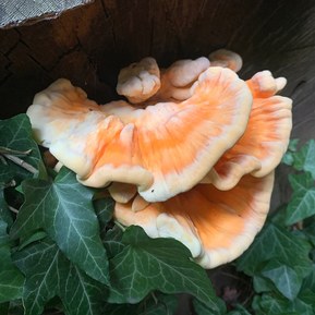 An orange Chicken of the Woods mushroom growing amidst a lush backdrop of green ivy. The contrasting colours create a visually striking scene, highlighting the natural beauty and diversity found in the forest.