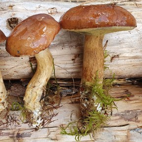 Freshly foraged Bay Bolete mushrooms with light brown caps and beige white stems. Its earthy colours make it a captivating sight for mushroom enthusiasts and nature lovers alike.