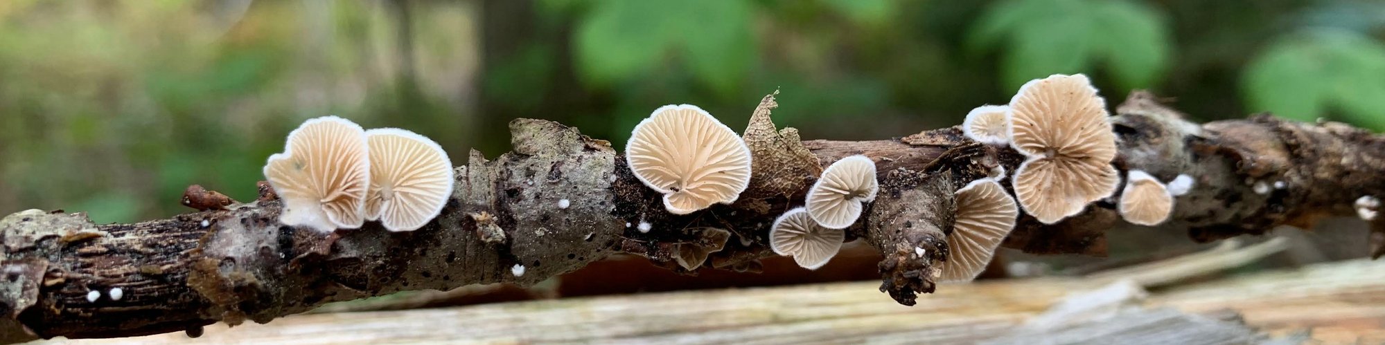 Interesting looking white-gilled mushrooms growing from a small stick, set against the backdrop of a lush forest.