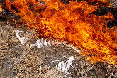 Animal skeleton fire wildfire 
