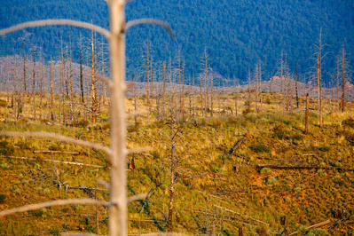 Buffalo Creek wildfire wildland fire 