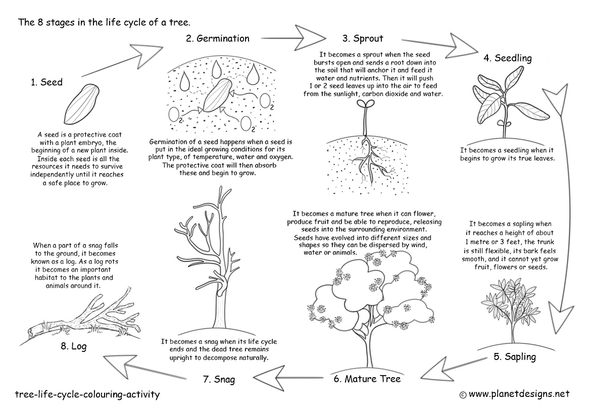 Illustrations with explanations about the 8 stages in the life cycle of a tree beginning with a seed to germination to sprout to seedling and sapling then mature tree before it dies and becomes a snag then a log.