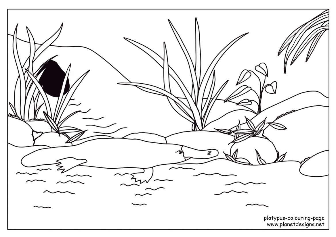 Free printable Platypus Colouring Page with a Platypus swimming in a creek close to its burrow in the bank. Early childhood activity to help develop focus, motor skills & creativity. Designed by Planet Designs Kids.