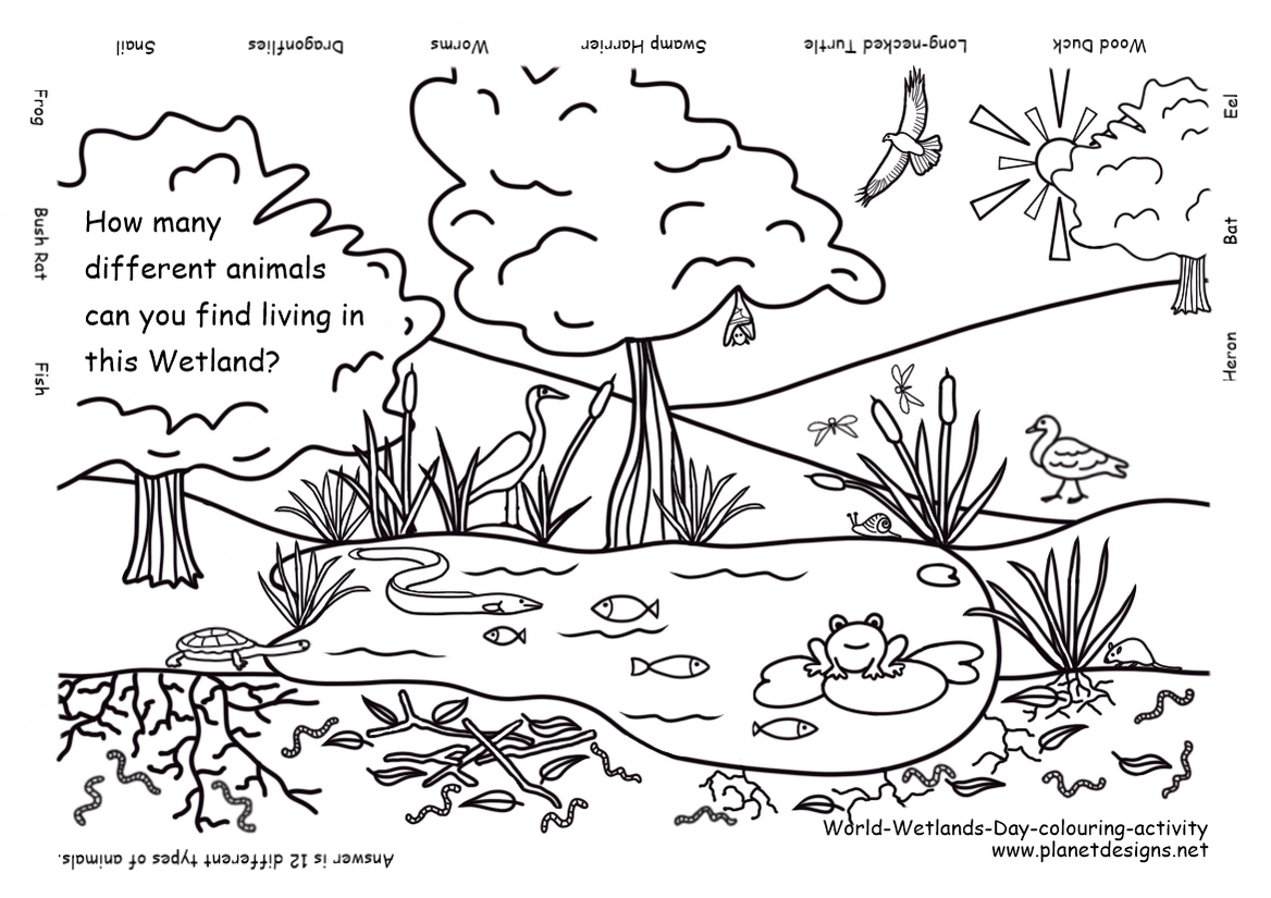 A Wetlands landscape with pond, trees, plants & animals: Heron, Bat, Eel, Wood Duck, Long-necked Turtle, Swamp Harrier, Worms, Dragonflies, Snail, Frog, Bush Rat & Fish. Free printable to colour, identify & count for World Wetlands Day. planetdesigns.net 