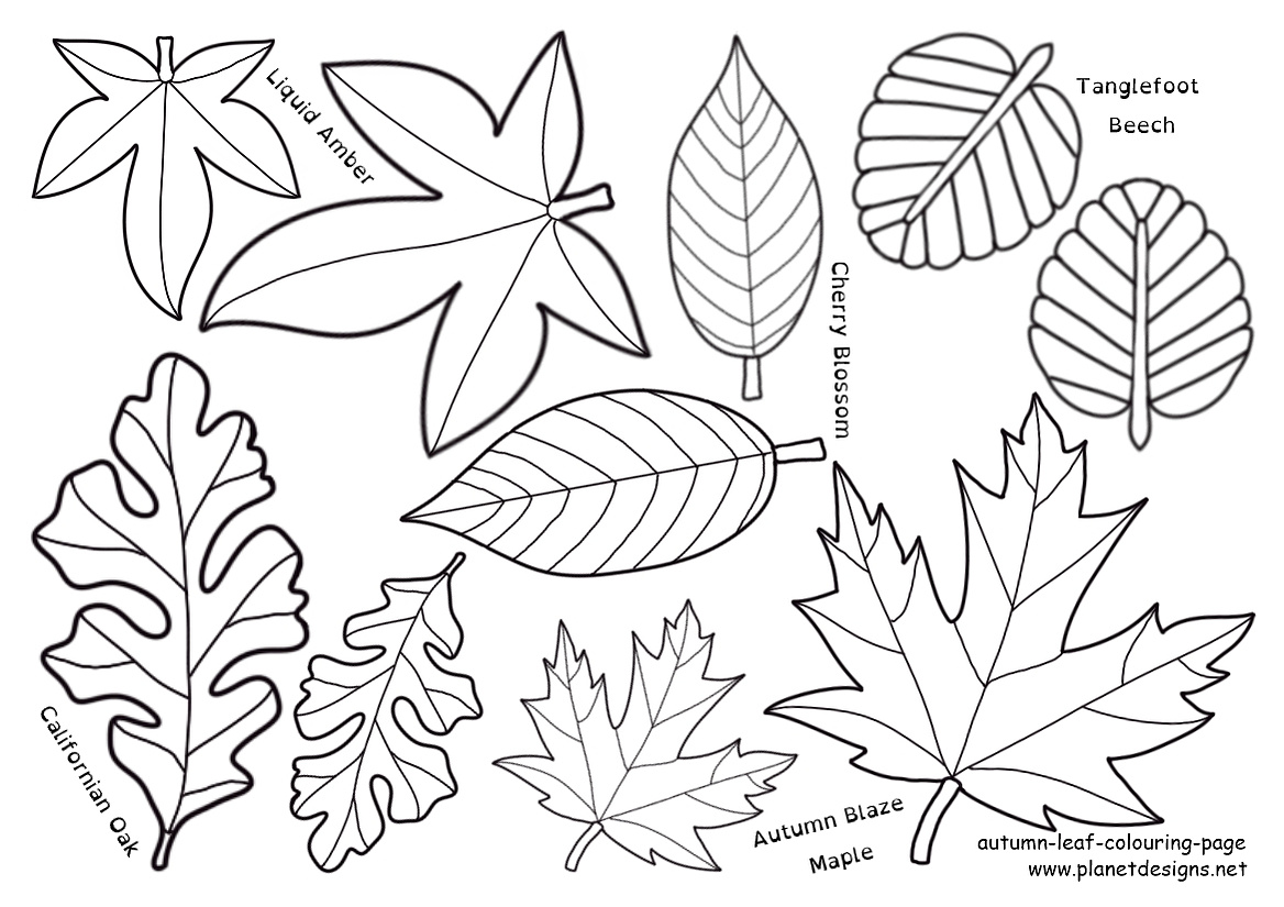 A free colouring page of Autumn Leaves found in Australia from the deciduous trees of Tanglefoot Beech, Liquid Amber, Cherry Blossom, Autumn Blaze Maple, and Californian Oak. Colour them in, cut them out and make an Autumn garland. By Planet Designs Kids