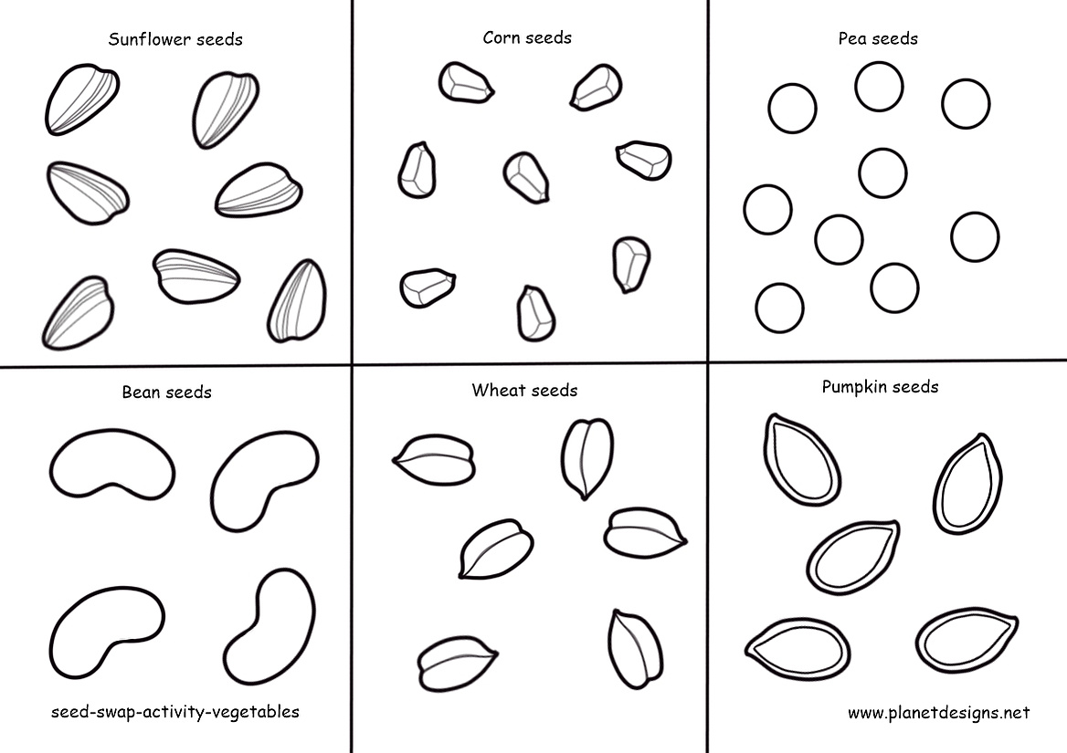 Vegetable Seeds to colour & cut out include: Sunflower, Corn, Pea, Bean, Wheat, & Pumpkin. Use with Seed Packets from the Planet Designs Kids blog post "Seeds and packets colouring activity".  