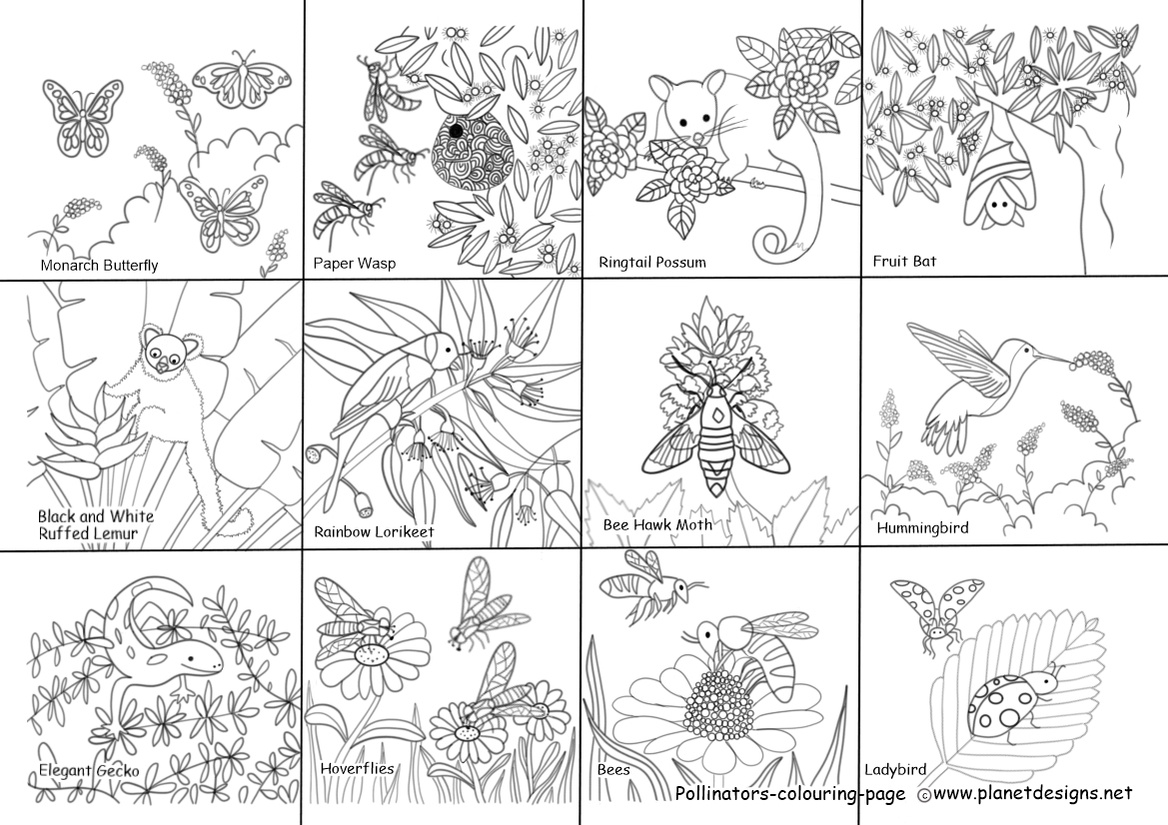 A free colouring page featuring Pollinators from around our world including: Bees, Elegant Gecko, Black & White Ruffed Lemur, Paper Wasp, Bee Hawk Moth, Hover Flies, Monarch Butterfly, Ladybird, Ringtail Possum, Fruit Bat, Rainbow Lorikeet, & Hummingbird.