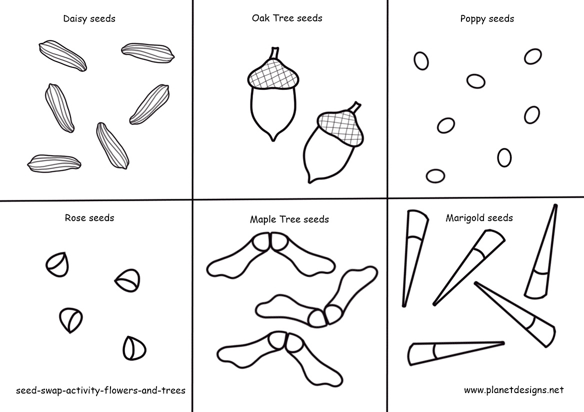 Flower and Tree Seeds to colour & cut out include: Daisy, Poppy, Rose, Marigold, Oak Tree & Maple Tree. Use with Seed Packets from the Planet Designs Kids blog post "Seeds and packets colouring activity".    