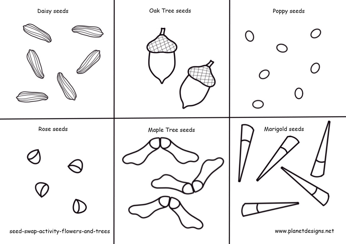 Flower and Tree Seeds to colour & cut out include: Daisy, Poppy, Rose, Marigold, Oak Tree & Maple Tree. Use with Seed Packets from the Planet Designs Kids blog post "Seeds and packets colouring activity".    