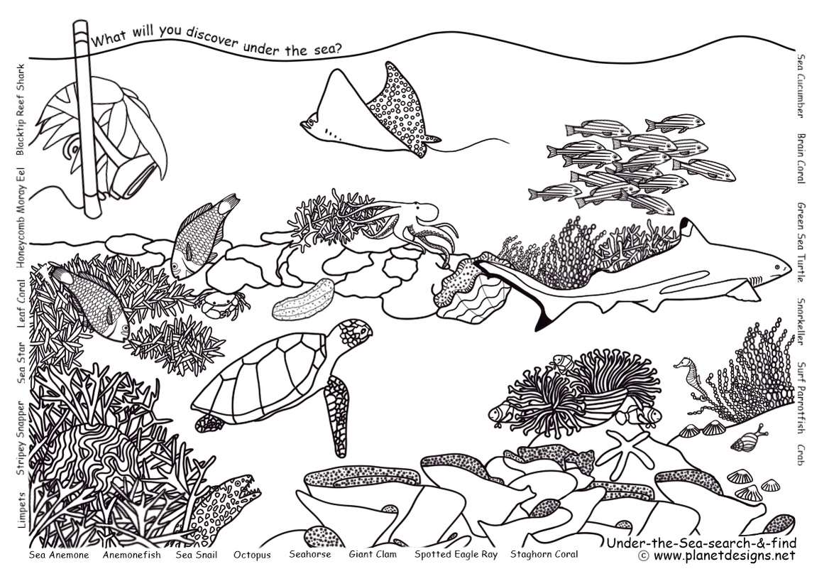 Reef landscape: Blacktip Reef Shark, Honeycomb Moray Eel, Sea Star, Stripey Snapper, Limpets, Sea Snail, Octopus, Seahorse, Giant Clam, Spotted Eagle Ray, Crab, Surf Parrotfish, Green Sea Turtle, Sea Cucumber, Corals, Sea Anemone, Anemonefish, Snorkeller.