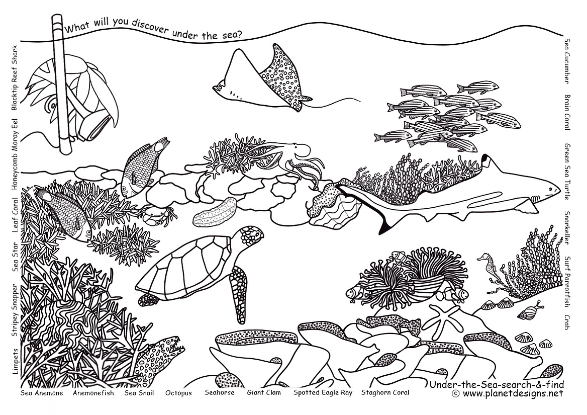 Reef landscape: Blacktip Reef Shark, Honeycomb Moray Eel, Sea Star, Stripey Snapper, Limpets, Sea Snail, Octopus, Seahorse, Giant Clam, Spotted Eagle Ray, Crab, Surf Parrotfish, Green Sea Turtle, Sea Cucumber, Corals, Sea Anemone, Anemonefish, Snorkeller.