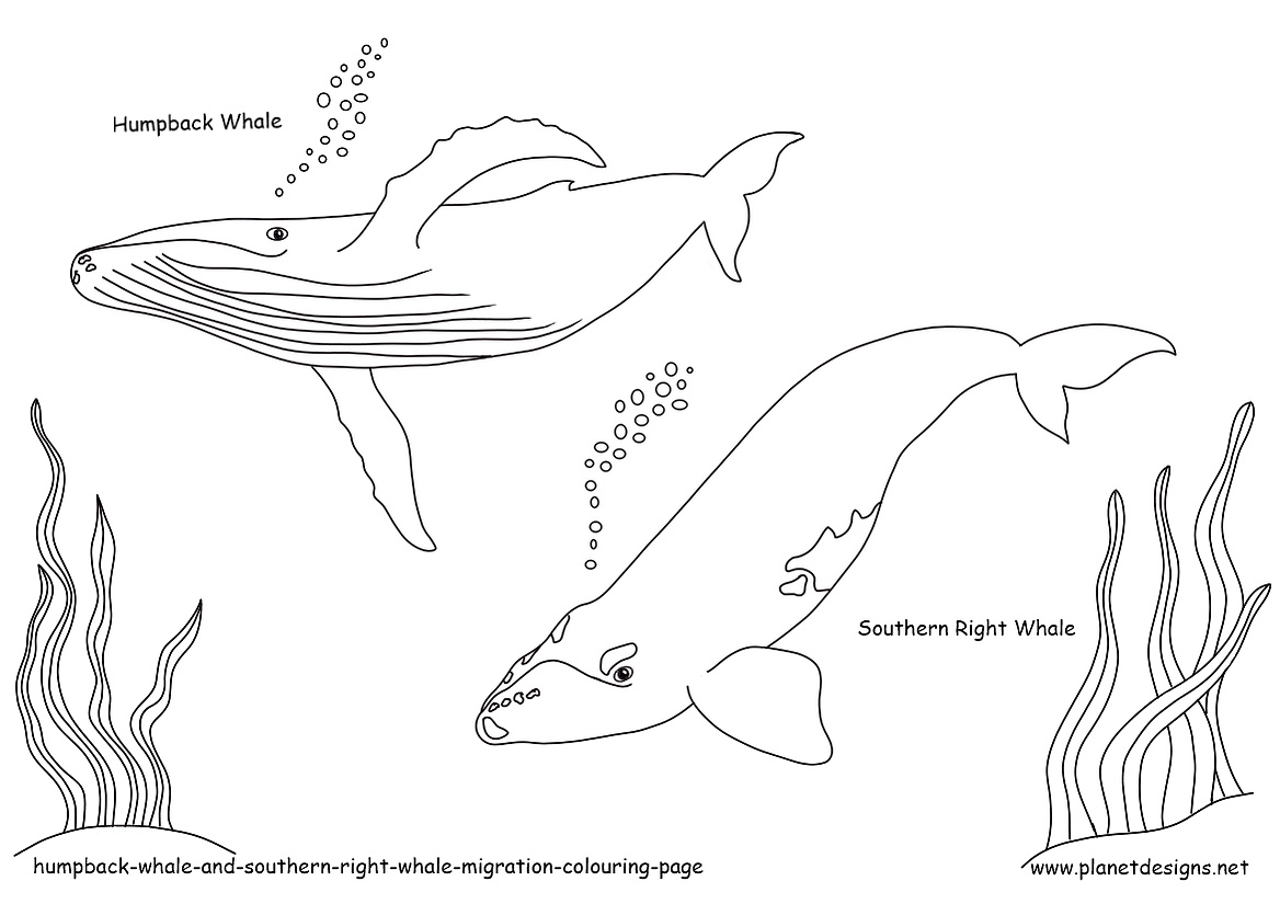 Free Colouring & Spot the Difference page of a Humpback Whale & Southern Right Whale. This free art & educational resource is a great addition to learning about Whales & the whale migration from Victoria to Queensland. Designed Planet Designs Kids 
