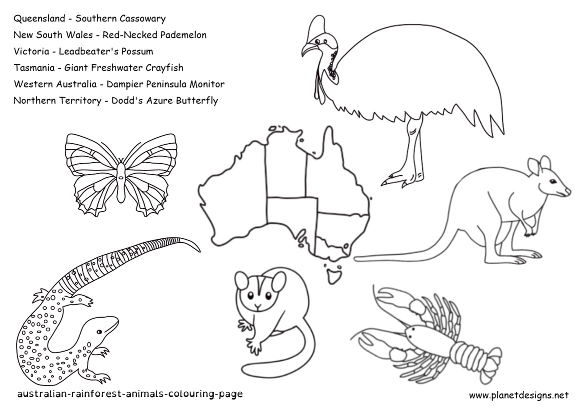 Australia map and Australian Rainforest Animals free colouring page including the Southern Cassowary, Red-Necked Pademelon, Leadbeater's Possum, Giant Freshwater Crayfish, Dampier Peninsula Monitor, and Dodd's Azure Butterfly. By planetdesigns.net