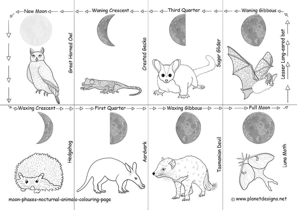 The 8 different lunar phases of the monthly moon cycle with 8 nocturnal animals: Great Horned Owl, Hedgehog, Aardvark, Tasmanian Devil, Luna Moth, Lesser Long-eared bat, Sugar Glider & Crested Gecko to colour in, cut out and put back in order.