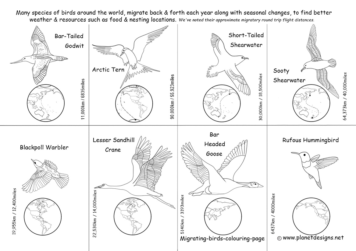 Free colouring activity resource for World Migratory Bird Day includes: Bar-Tailed Godwit, Arctic Tern, Short-Tailed Shearwater, Sooty Shearwater, Blackpoll Warbler, Lesser Crane, Bar Headed Goose, Rufous Hummingbird. Also World globes of flight paths.