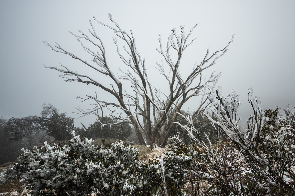 A deciduous tree with bushes around it lightly covered in snow. Photo taken at Mount Buffalo Australia in Winter by planetdesigns.net 