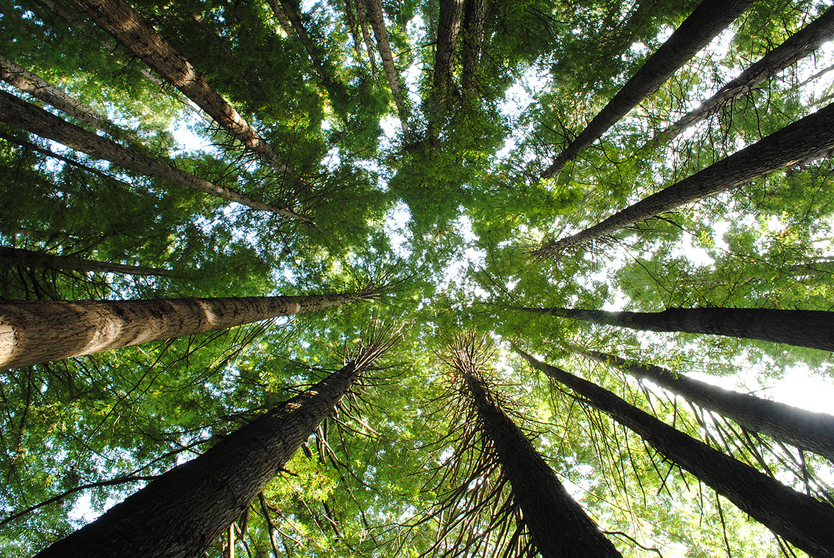 Tree trunks and leaves looking up into the canopy and sky. Photo by planetdesigns.net