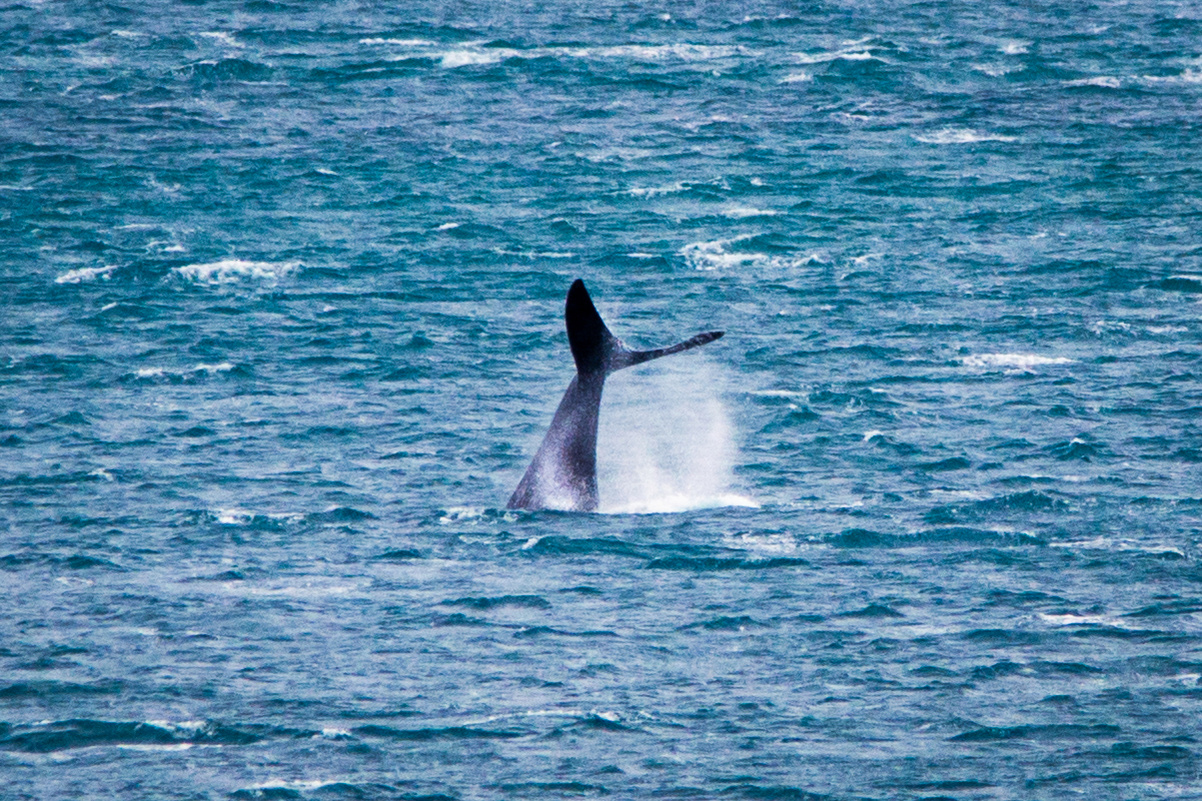 Humpback Whale Calf tail slapping off the coast of Ocean Grove Victoria. Photo taken by planetdesigns.net